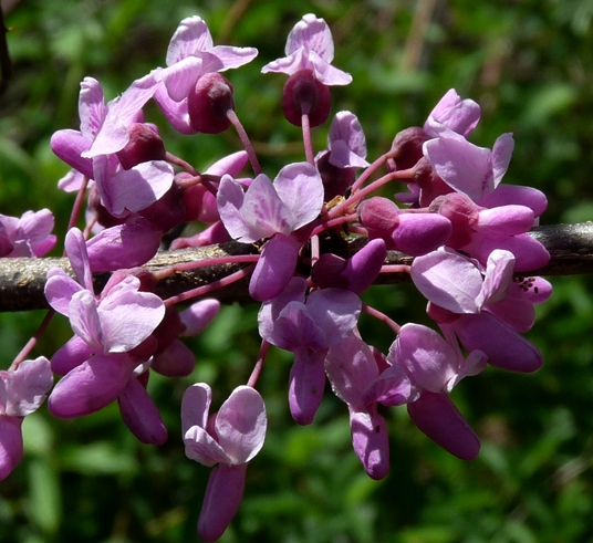 {Cercis canadensis}